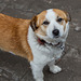 20140303 0369VRAw [TR] Hund, Kappadokien, Türkei