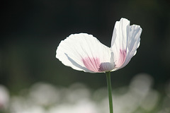 Poppy Is Also A Flower