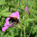 White tailed bee