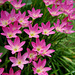 20090612-0194 Zephyranthes rosea Lindl.