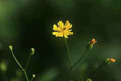 A Yellow Flower & A Black Bug