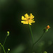 A Yellow Flower & A Black Bug