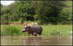 Baby hippo & mum