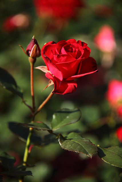 A Rose For Bärbel