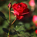 A Rose For Bärbel
