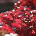 Bokeh In Red Leaves