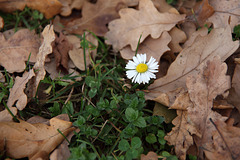 Daisy & Oak Leaves