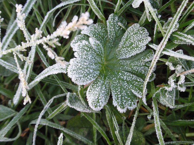 First Morning Frost