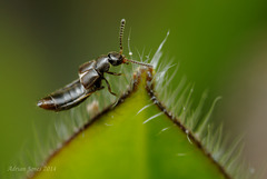 Rove Beetle