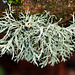 Oak Moss Lichen, Evernia prunastri