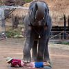 ECA 07 Thai Massage Elephant style
