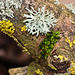 Lichen....many types in a small space