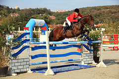 Show-jumping 1
