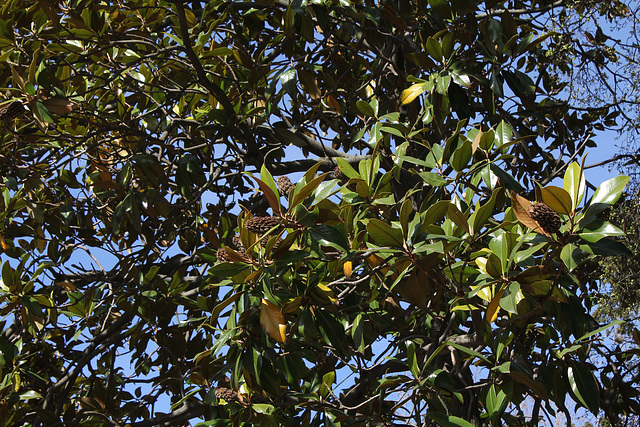 Magnolia sp ( grandiflora )