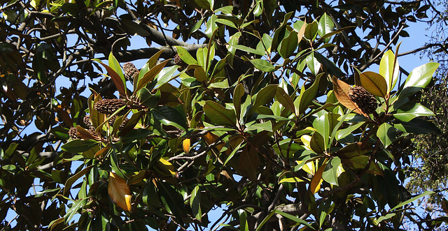 Magnolia sp ( grandiflora ) (2)