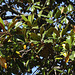 Magnolia sp ( grandiflora ) (2)