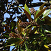 Magnolia sp ( grandiflora ) (3)