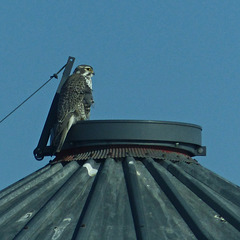 Prairie Falcon on a silo