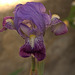 ma première fleur d'iris