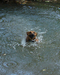 Otis swimming