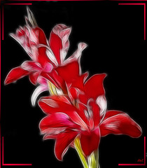 Painted Gladiolus. ©UdoSm