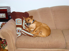 Otis on sofa with afgan