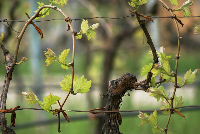 Weinlaub. Vine leaves.  ©UdoSm