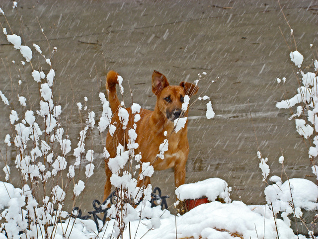 Otis in the snow