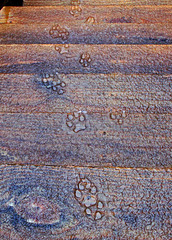 Footprints in the Slush