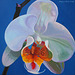 Orchid SOLD