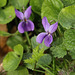 Sweet violet (Viola odorata)