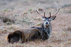 Stag at rest
