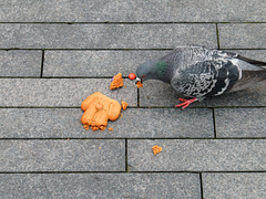 Man-Eating Pigeon