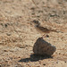 20100224-0024 Crested lark