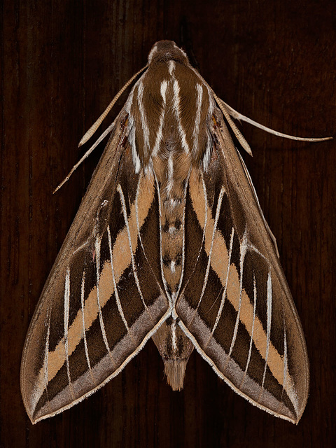 H is for Huge Hawk Moth (Hyles Lineata)