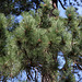 Pinus nigra (3)