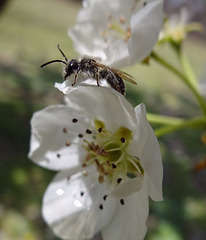 Bee on Pear blossom