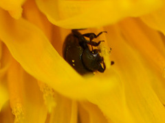 Dandelion with Pollen Beetles