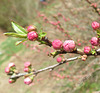 Flowering almond --