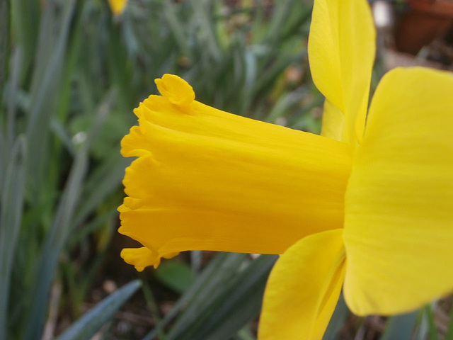 Glorious yellow daffodil