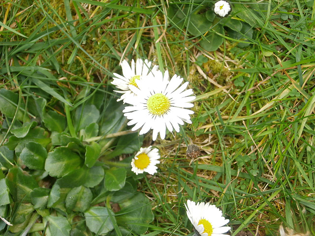 Daisies are springing up in the lawn