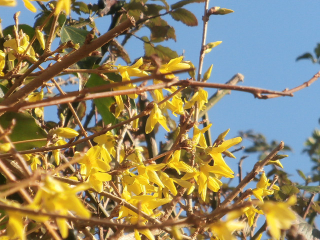 The forsythia is looking good