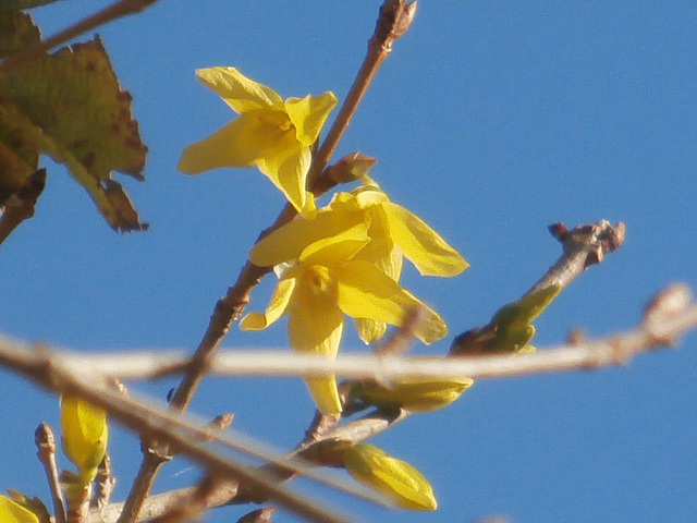 The forsythia looks great against the blue sky
