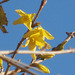The forsythia looks great against the blue sky