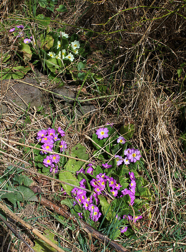 Primevères à l'abandon Primevères à l'abandon