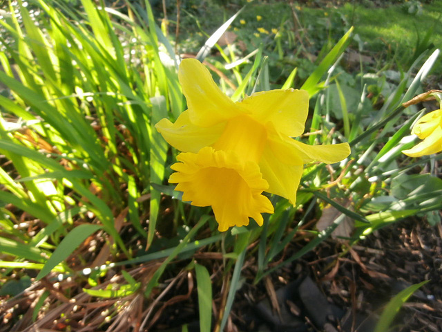 The sun and the daffodils are gorgeous together