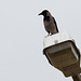 20140307 0657VRAw [TR] Nebelkrähe (Corvus cornix), Manavgat