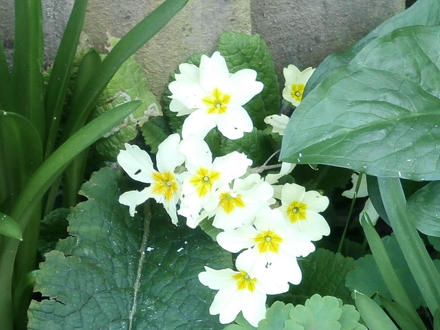 Beautiful primroses