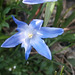 Lovely little blue flower