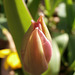 Delicate tulip starting to open up